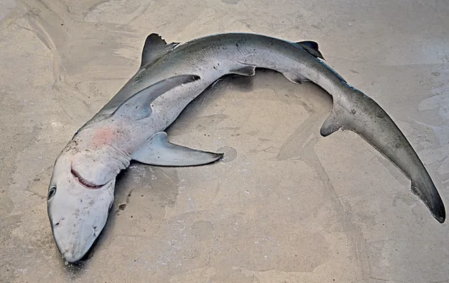 popov shark attack